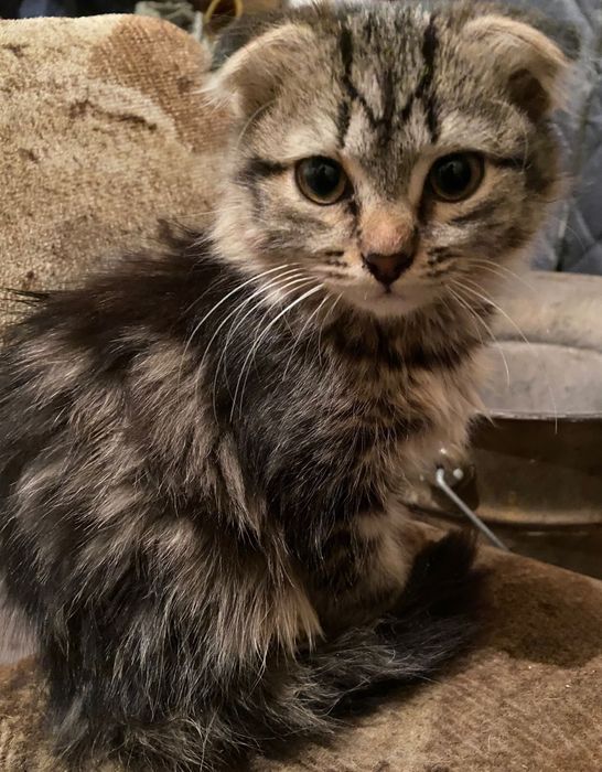 Котёнок 2мес вислоухая