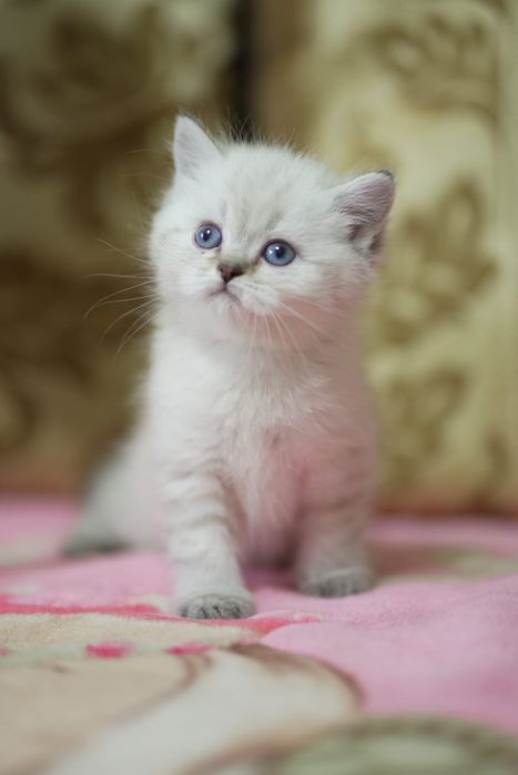 британские  котята с документами