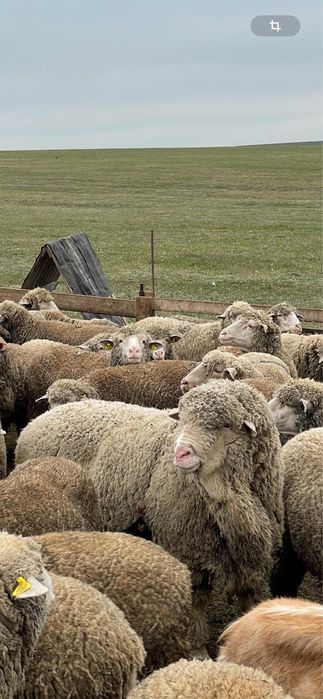 Berbeci Merinos