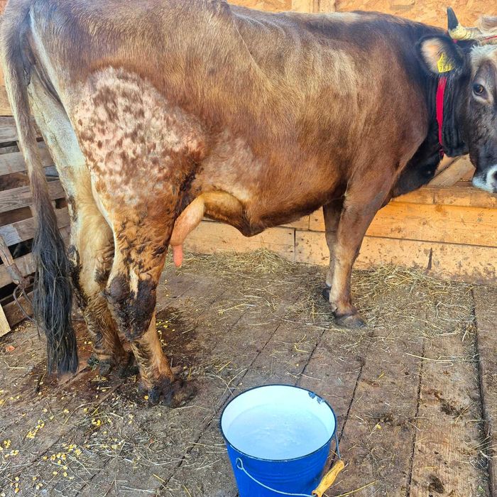 Vand vaca cu tauras angus