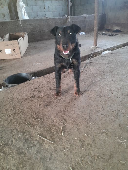 Продам Яхтырьера