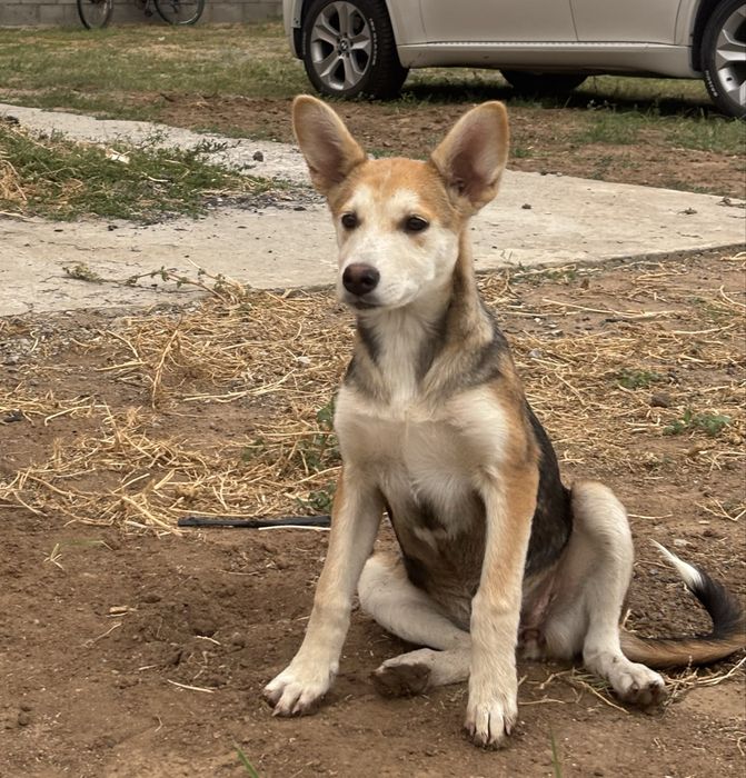 Отдам бесплатно щенка