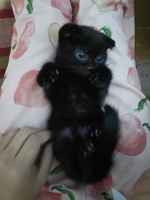 Отдам котят в хорошие руки.