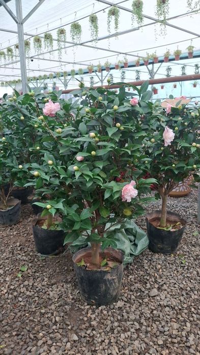 Камеля Камелия Kamelya Kamilya Kamiliya 1.5 метр