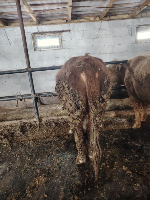 Продаётся бык белоголовый