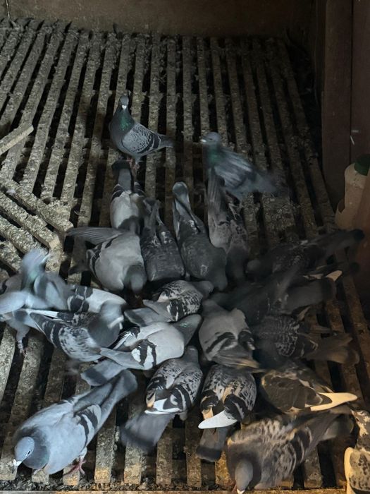 Vând pui de porumbei din părinți zburați la concurs