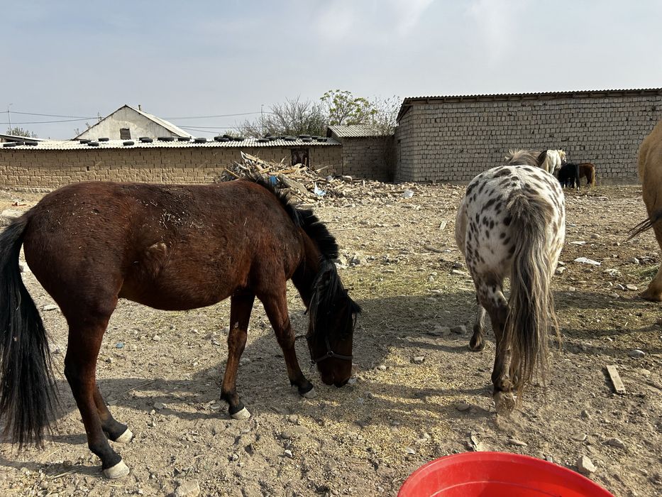 Пони сатылады төрт бас