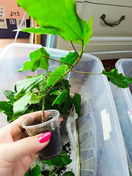 Продам укорененные черенки Гибискуса