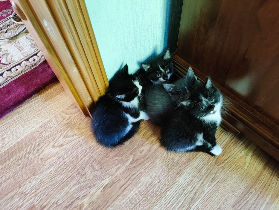 Котята 2 месяца.