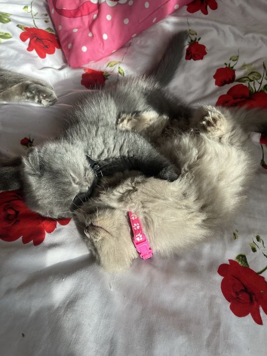 Pisoiasi britsh scotish dragalași