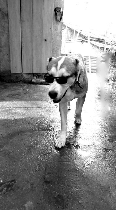 Молодой алабай для вязки