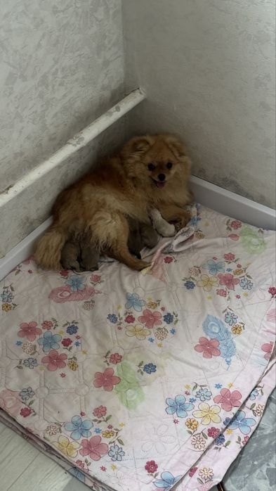 щенок шпица 5 месяц