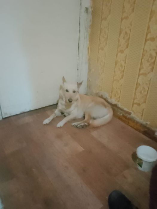 Бесплатная собака 1000 тг вам в подарок