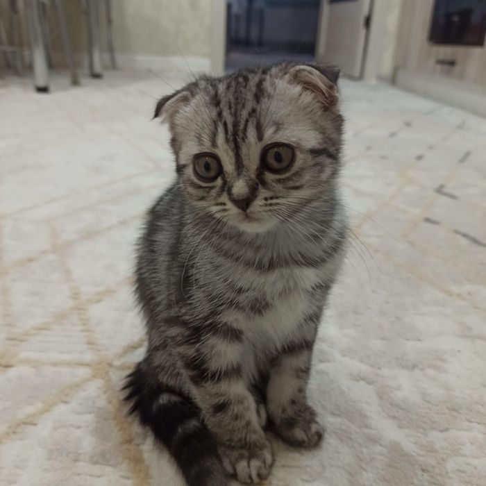 Шотландская вислоухая