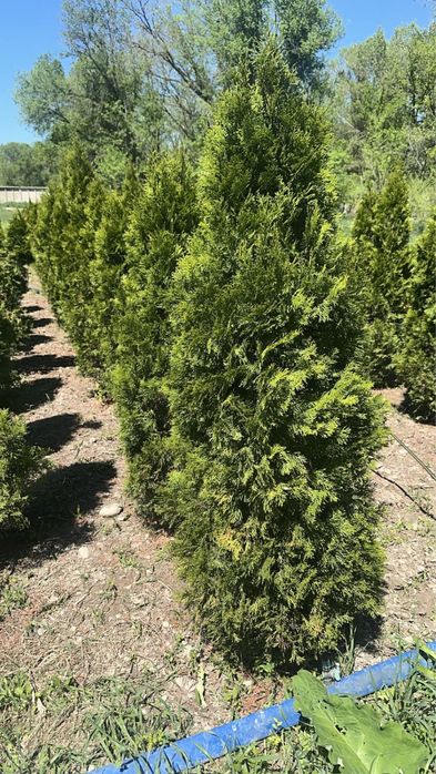 Туи смарагд 1.6-2м