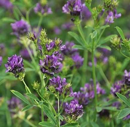 Lucerna Plato, soi german, samanta C1, netratata