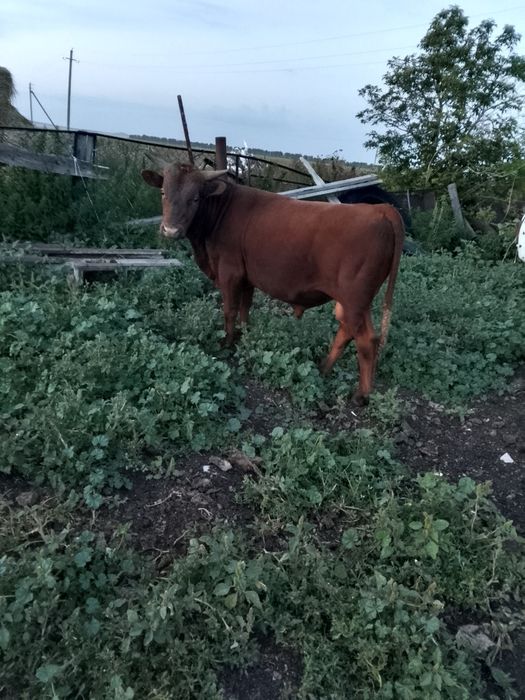 Продам быка хороши