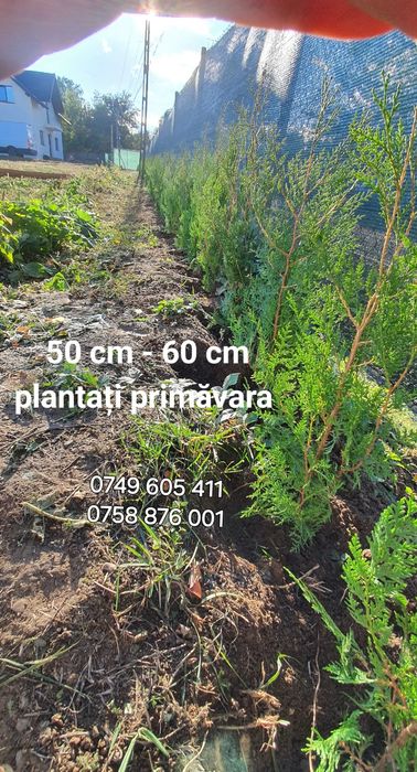 Tuia pentru gard viu