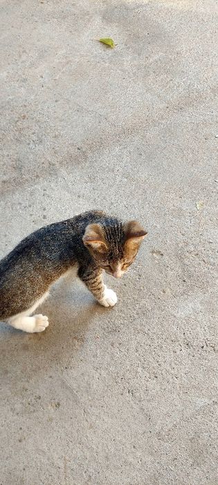 Mushukchlar beriladi