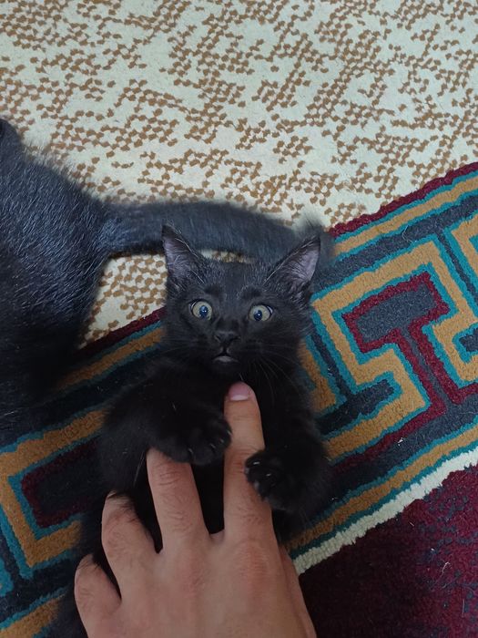 Отдам котят в добрые руки