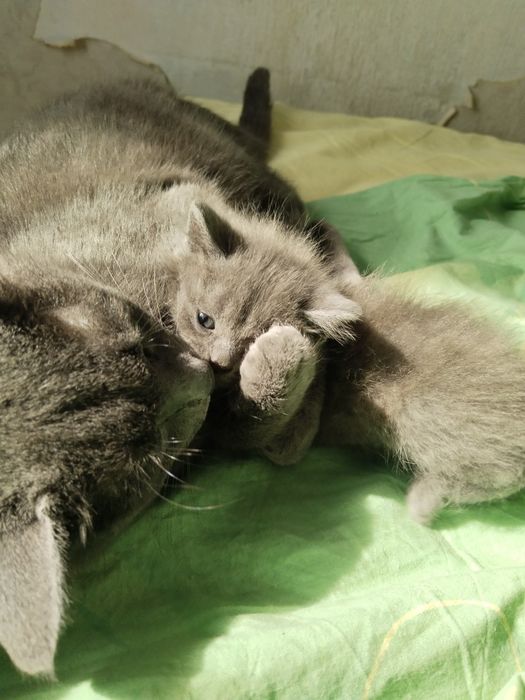 Продам котят помесь шотландского