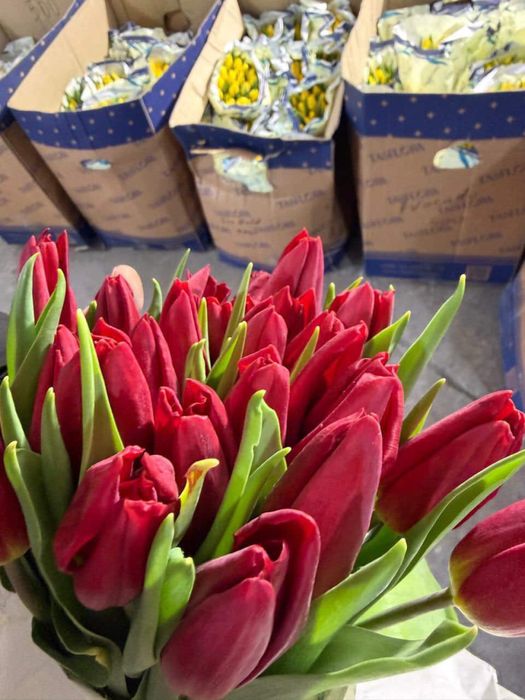 Тюльпаны, предзаказ, 700 тг