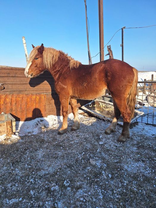 Продам жеребца .