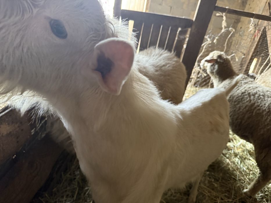 Коза и козел большие