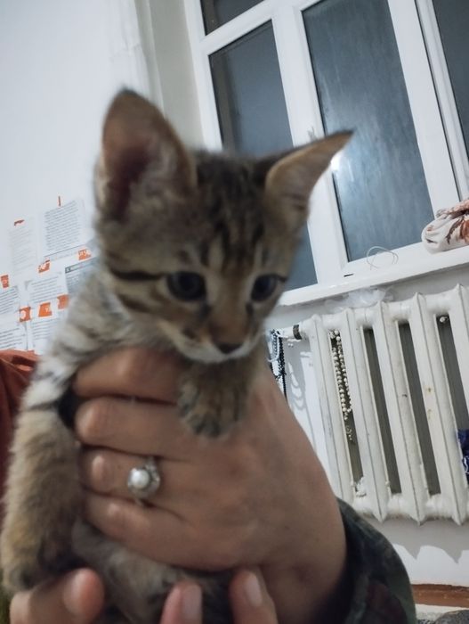 Продам котят в хорошие руки