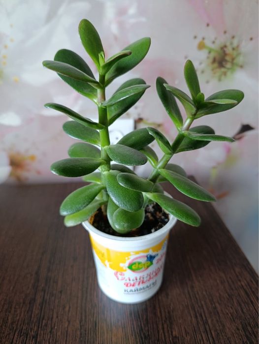 Денежное дерево