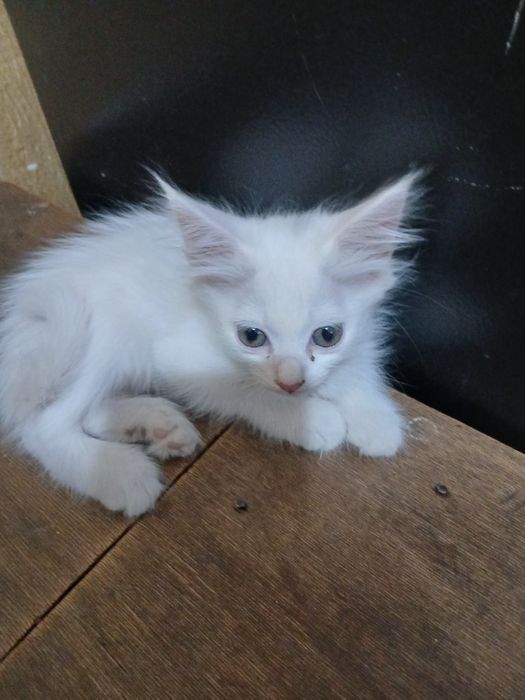 Котёнок бесплатно