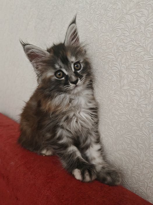 Продажа котят мейнкун