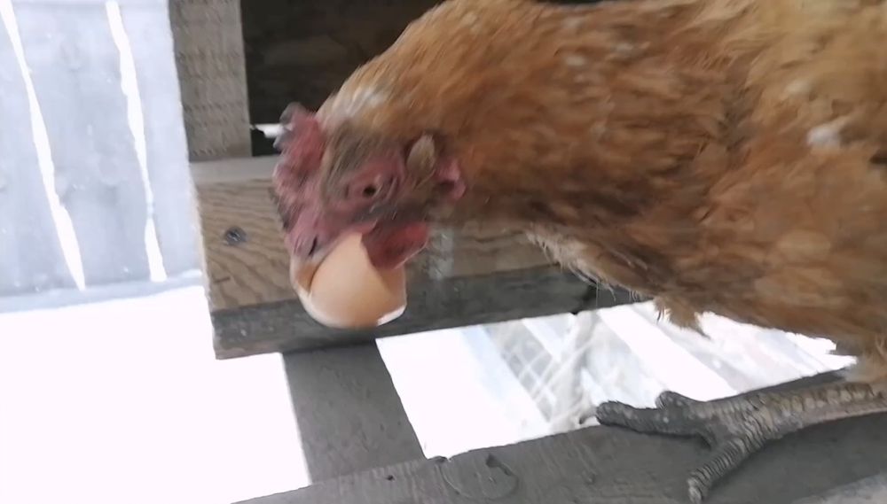 Гнездо для кур с яйцесборником