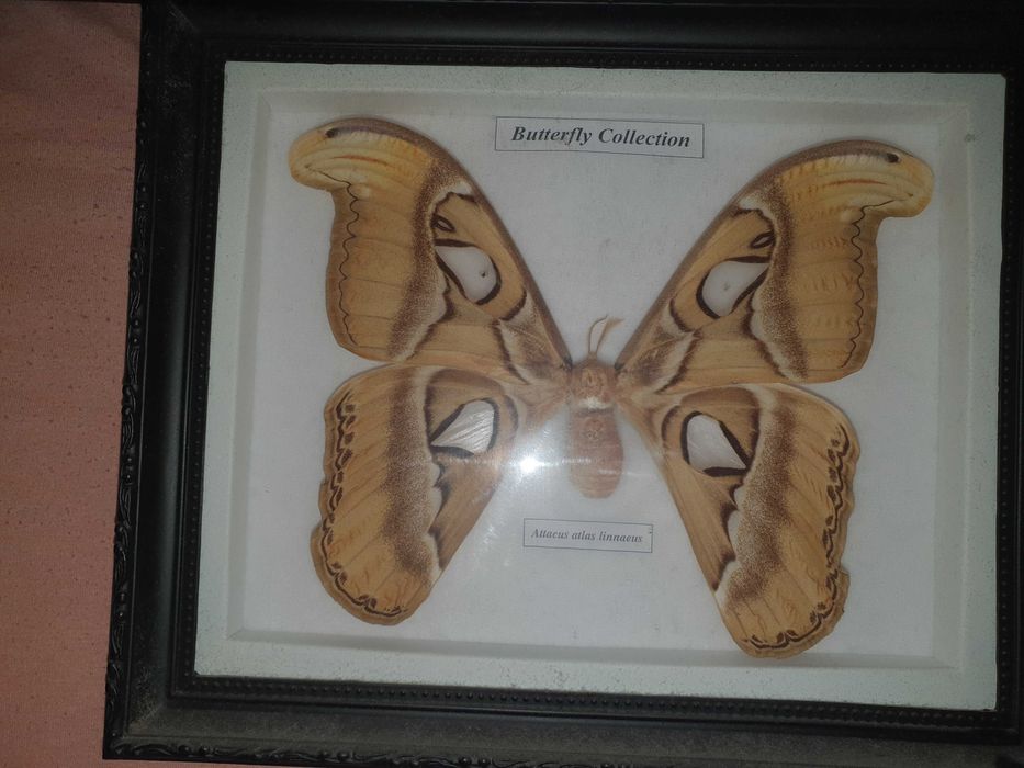 Истински пеперуди - в рамка