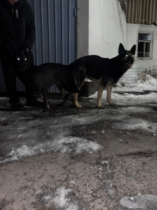 Отличные щенки ВЕО