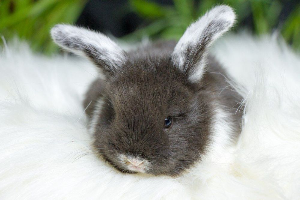 Декоративные кролики.