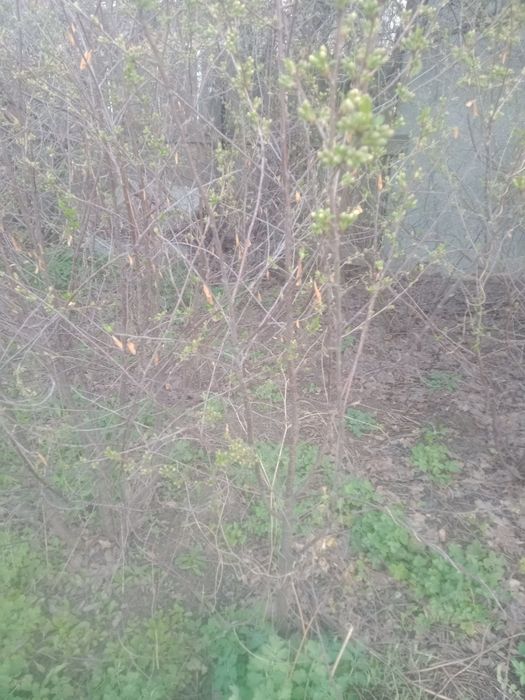 Продам саженцы вишни