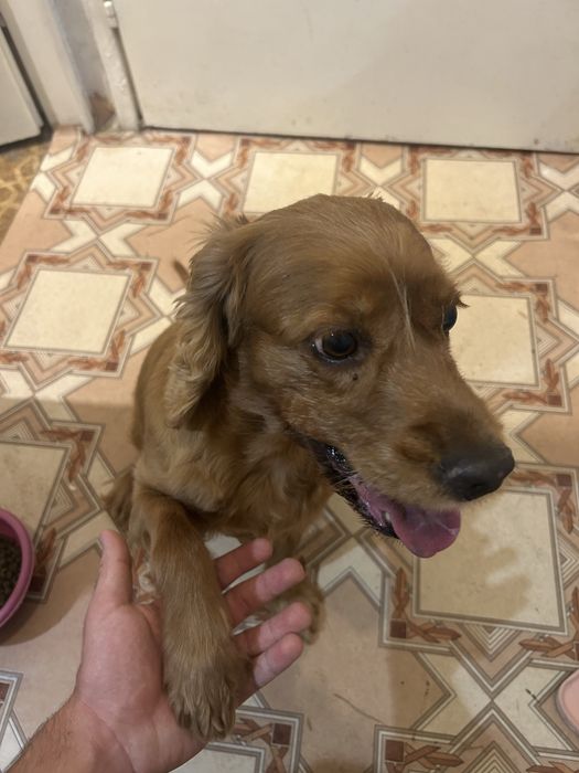 Професионална разходка на кучета в гр. София