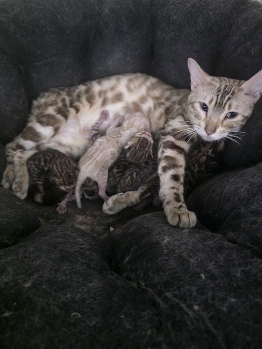 Бенгалски котета
