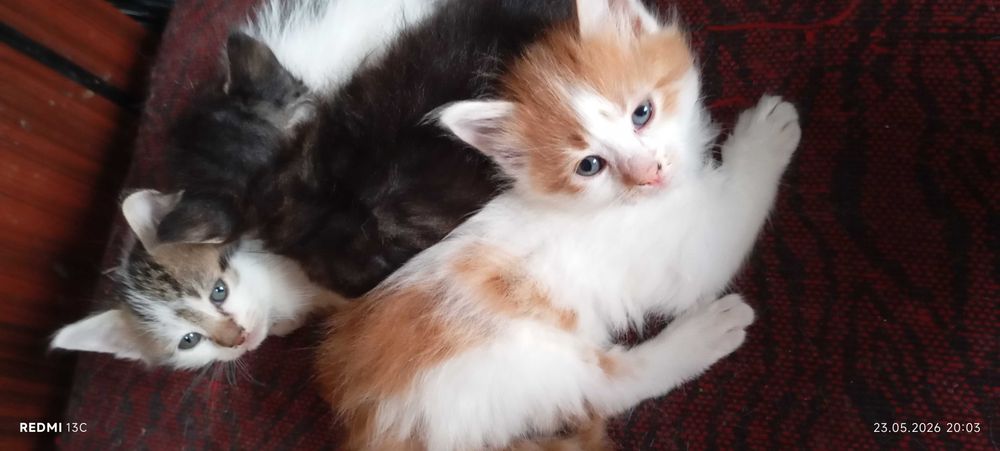 Подарявам малки котенца гр. София