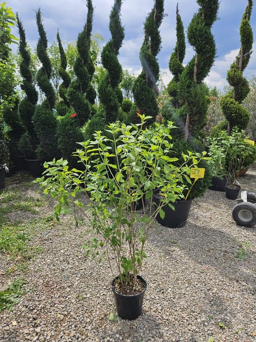 Tuiya spirale,bonsai,pon pon,etc