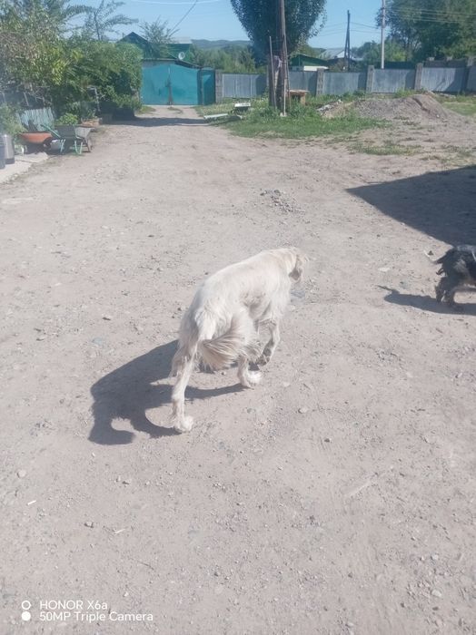 Дакумент на сабаку нет атақ сио харашо