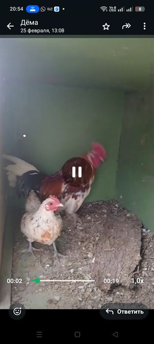 Карликовые куры Бентамка