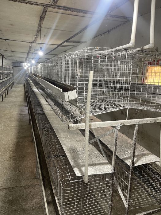 tovuq katak qafas tuxum kletka