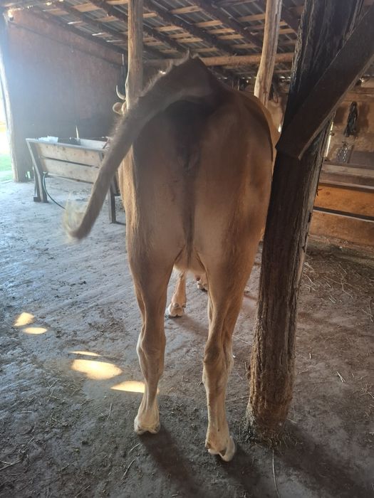 Vând vaca prima fatare