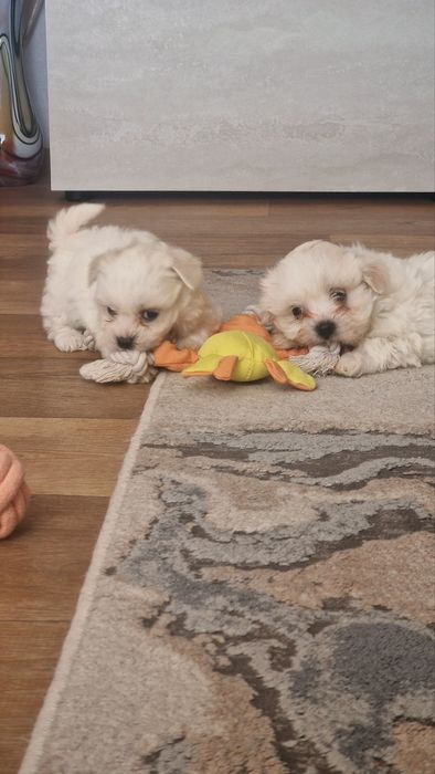 Малтийска болонка