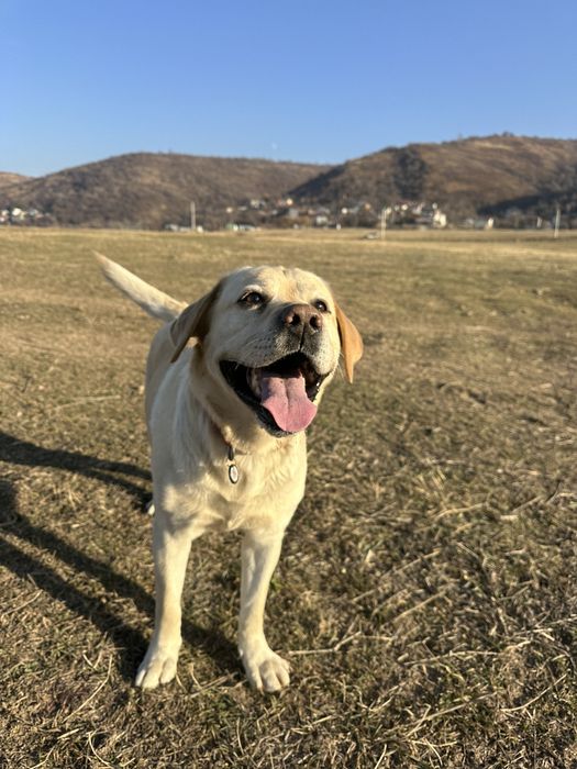 Вязка лабрадора ретривер