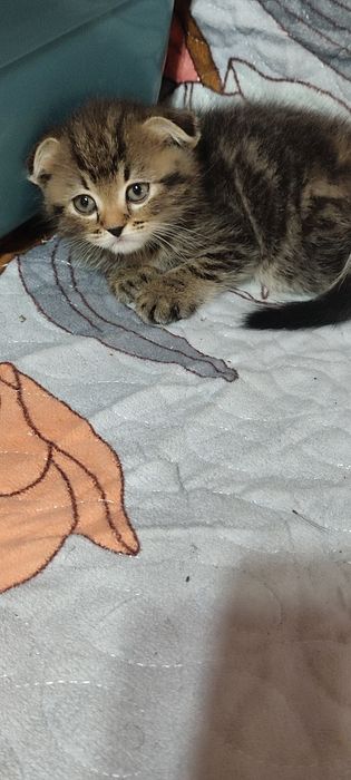 Вислоухие котята