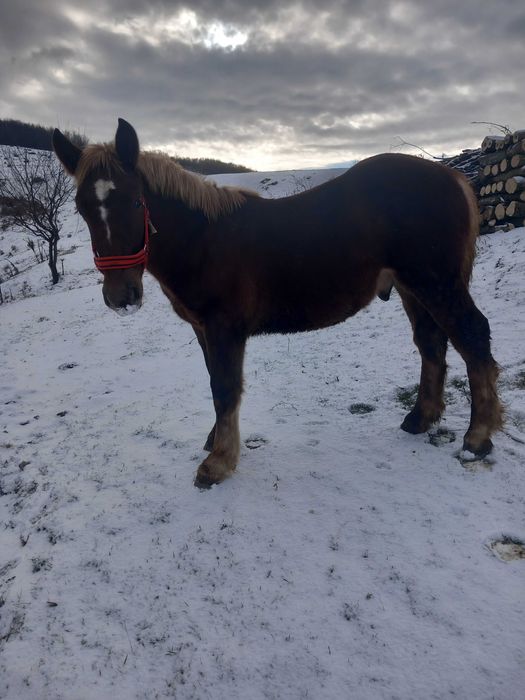 Vand mânz de 8 luni.