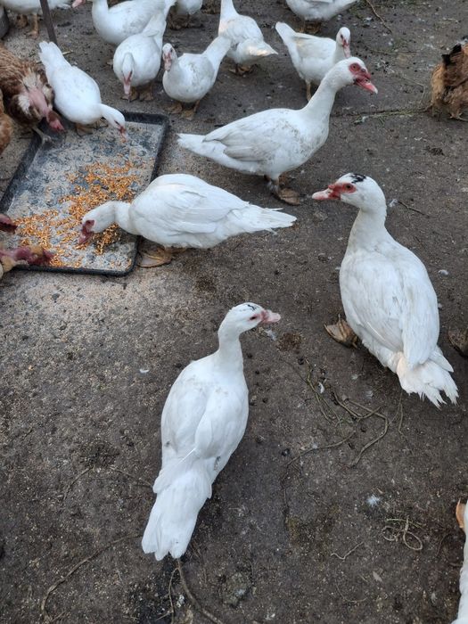 Vand rate  crescute la țară bio